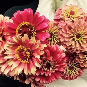 Meet your Posher, Ellen